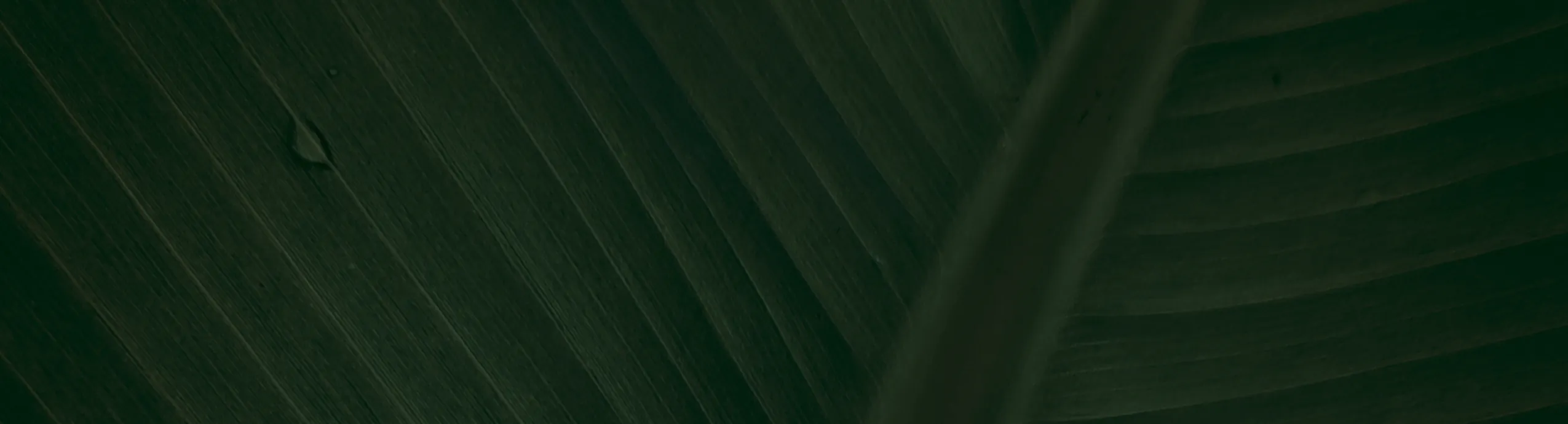 Burn & Cleanse Pro Kit